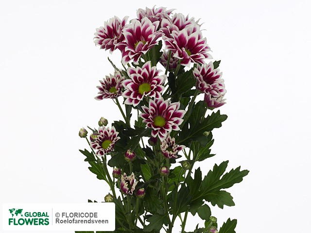 Photo Chrysanthemum (Indicum Grp) tros Firmenich.