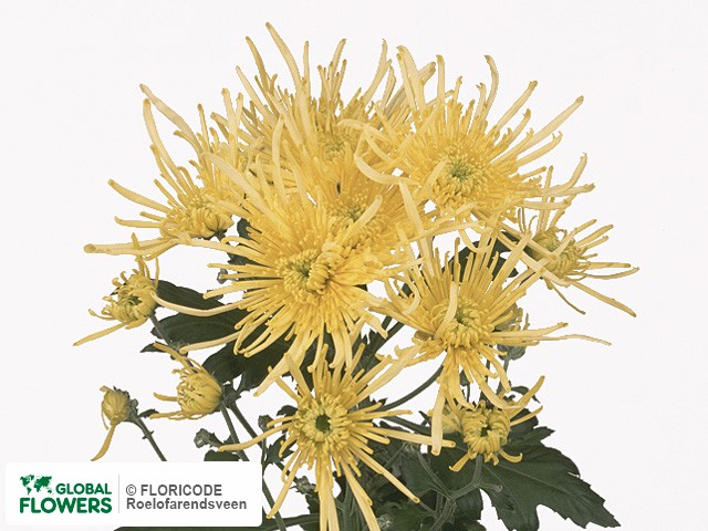 Photo Chrysanthemum (Indicum Grp) tros 'Yellow Spider'.