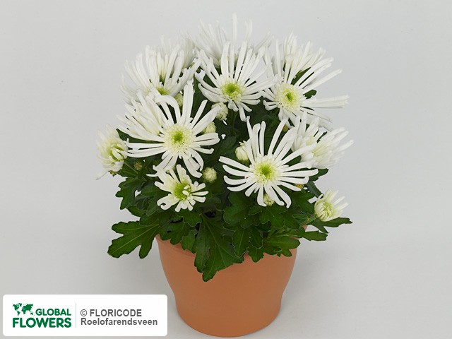 Photo Chrysanthemum (Indicum Grp) Splash Icestar.