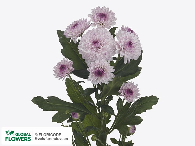 Photo Chrysanthemum (Indicum Grp) tros 'Lollipop'.