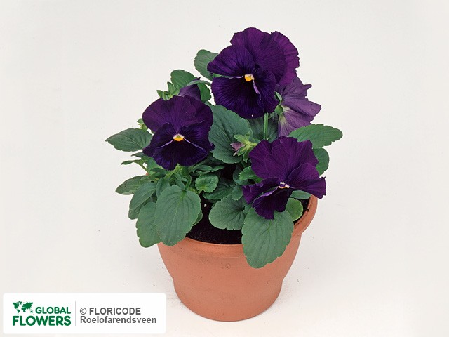 Фото вида Фиалка Виттрока "Delta F1 Pure Violet".