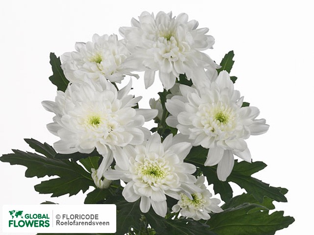 Photo Chrysanthemum (Indicum Grp) tros 'Zembla'.