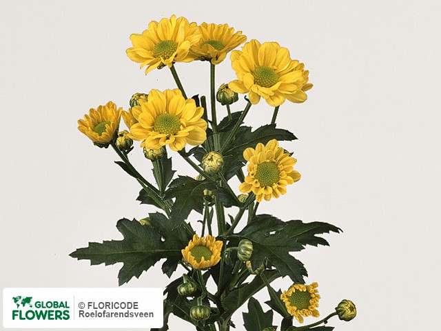 Photo Chrysanthemum (Indicum Grp) tros santini 'Relight Yellow'.