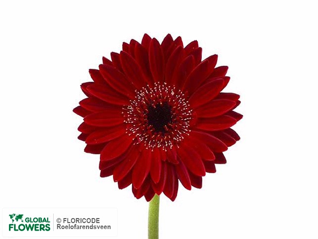 Photo Gerbera mini 'Rodero'.