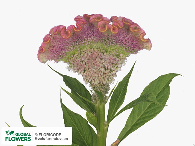 Photo Celosia argentea (Cristata Grp) 'Angela'.