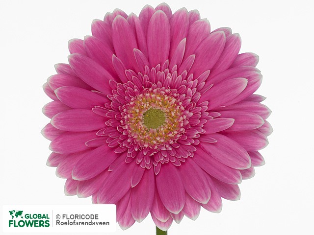 Photo Gerbera grootbloemig 'Annabella'.