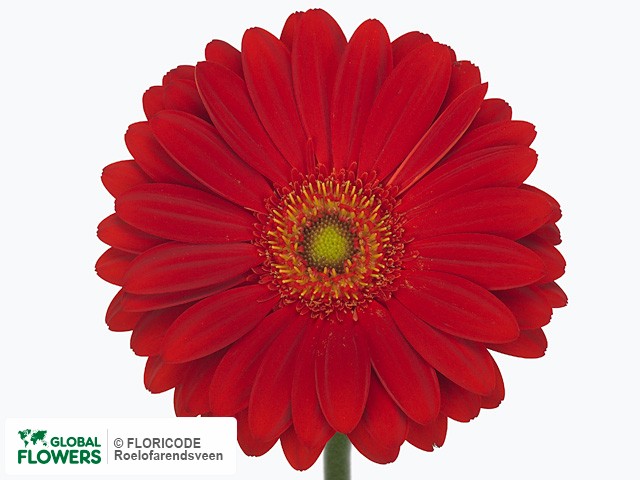 Photo Gerbera grootbloemig 'Gallardo'.