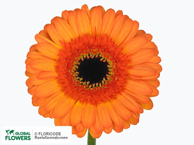 Photo Gerbera mini 'Fiesta'.