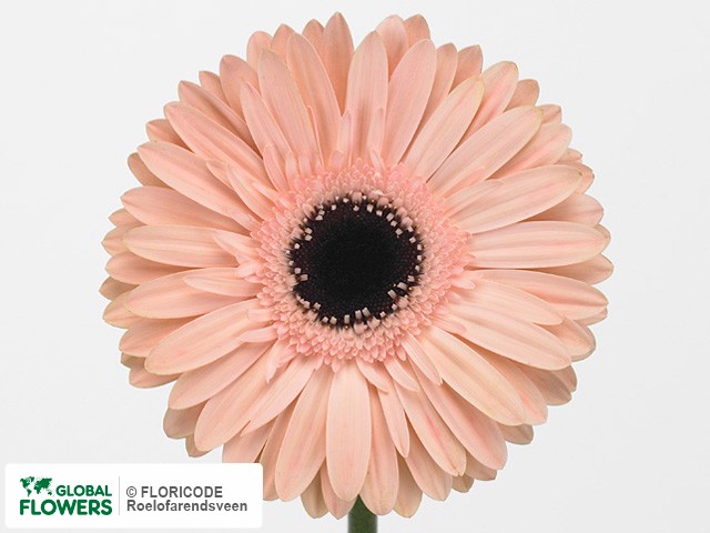 Photo Gerbera grootbloemig 'Chevelle'.