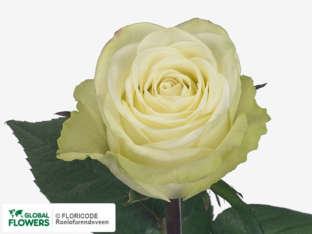 Фото вида Роза крупноцветковая "Washington".