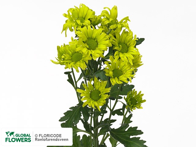 Photo Chrysanthemum (Indicum Grp) tros Cider.