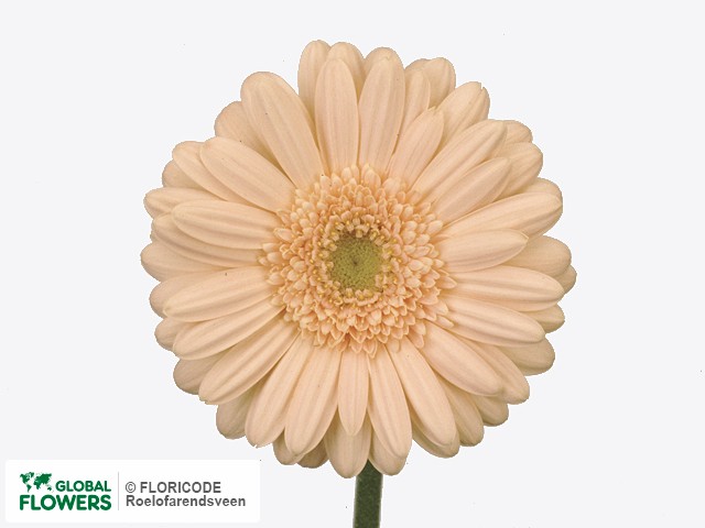 Photo Gerbera mini 'Minou'.