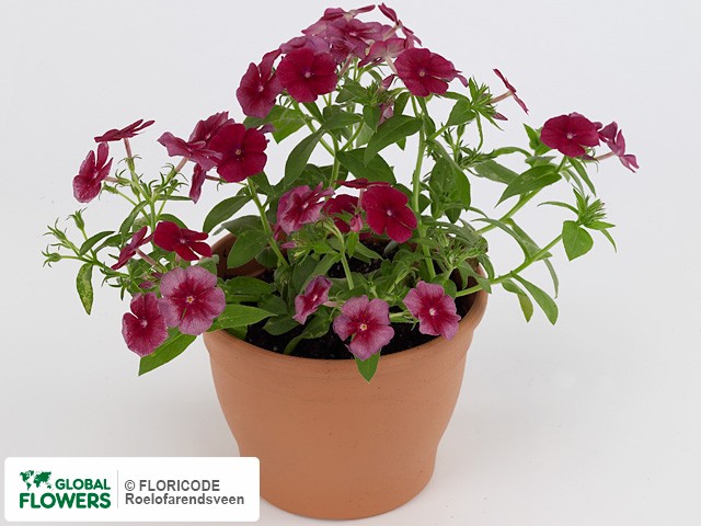 Фото вида Флокс пятнистый "Phloxy Lady Burgundy".