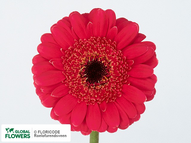 Photo Gerbera mini 'Rimini'.