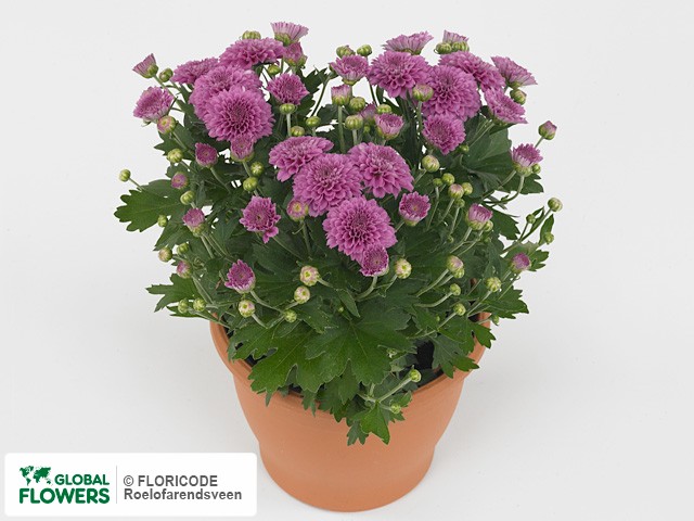 Photo Chrysanthemum (Indicum Grp) Gardenmumsaic Double Rose.