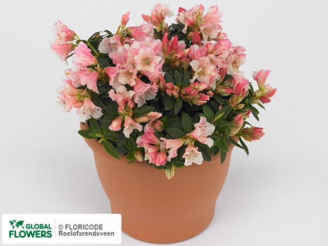 Photo Rhododendron (Keiskei Grp) 'Wee Bee' | Global Flowers