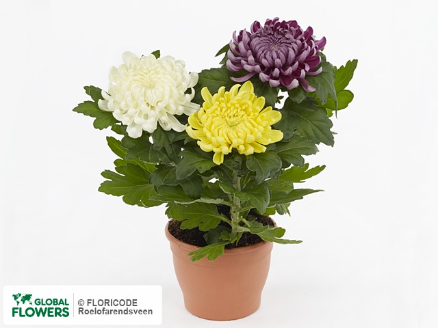 Хризантема индийская "Cosmo gemengd in pot"