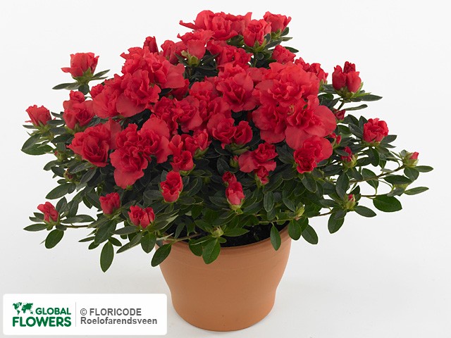 Photo Rhododendron (Simsii Grp) Hortinno Yankadi Scarlata | Global Flowers