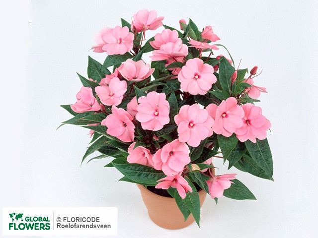 Фото вида Недотрога Новая Гвинея "Tamarinda Pink".
