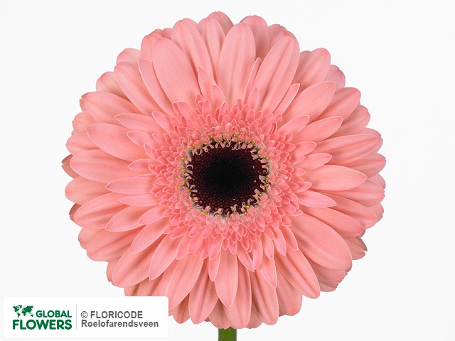 Photo Gerbera grootbloemig 'Dutch Diva'.