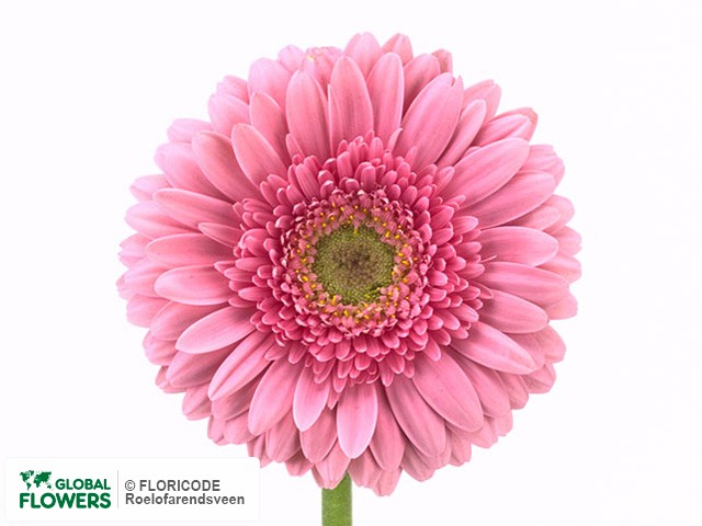 Photo Gerbera grootbloemig 'Loveliness'.