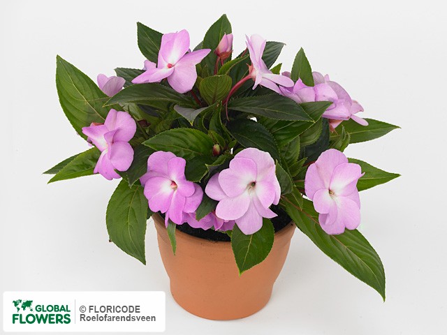 Фото вида Недотрога Новая Гвинея "Latina Orchid".