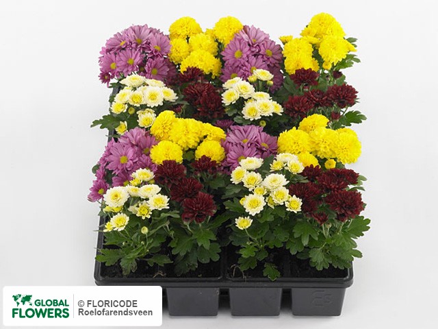 Photo Chrysanthemum (Indicum Grp) Gardenmumsaic gemengd.