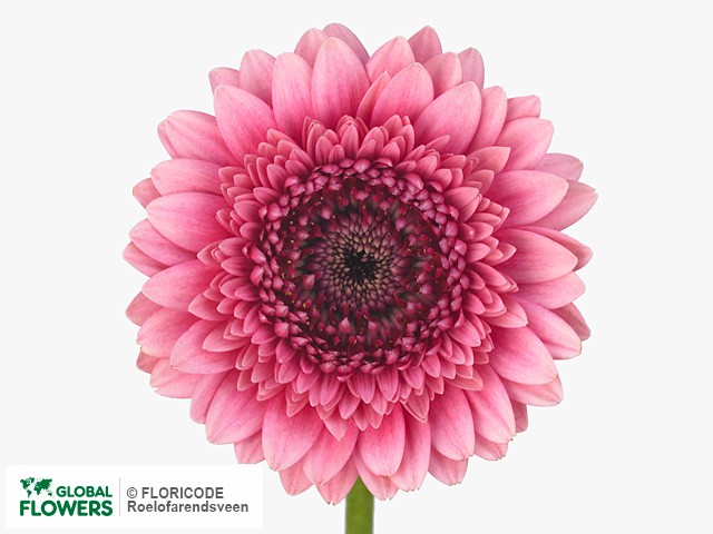 Photo Gerbera mini 'Claudette'.