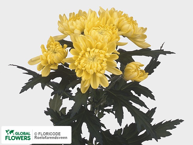 Photo Chrysanthemum (Indicum Grp) tros 'Snowdon Yellow'.