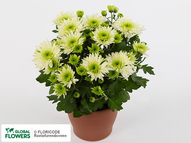 Photo Chrysanthemum (Indicum Grp) Sylvinho Green.