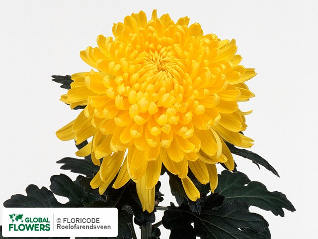 Photo Chrysanthemum (Indicum Grp) tros 'Lameet'.