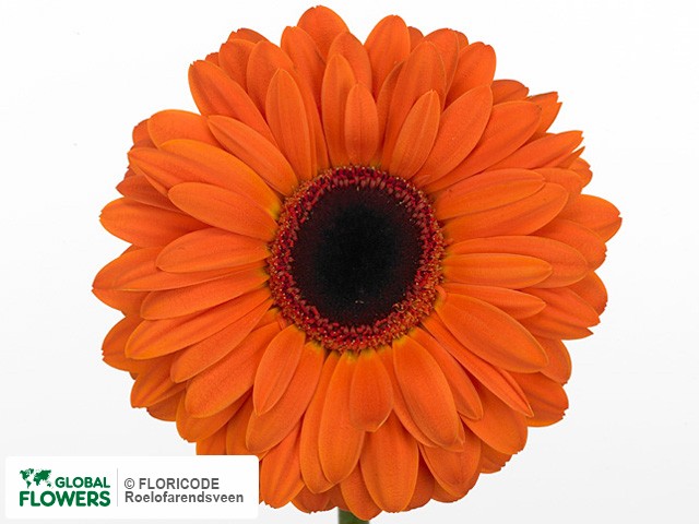 Photo Gerbera grootbloemig 'Dutch Pride'.