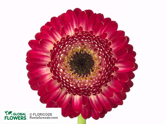 Photo Gerbera mini 'Mercury'.