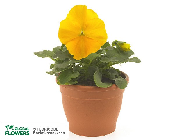 фото Viola 'Matrix Yellow'