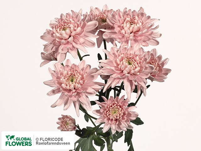 Photo Chrysanthemum (Indicum Grp) tros Fiji.