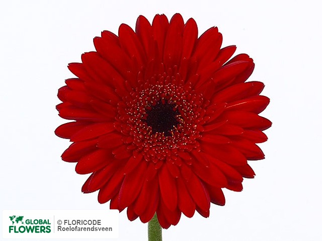 Photo Gerbera mini Red Mania.