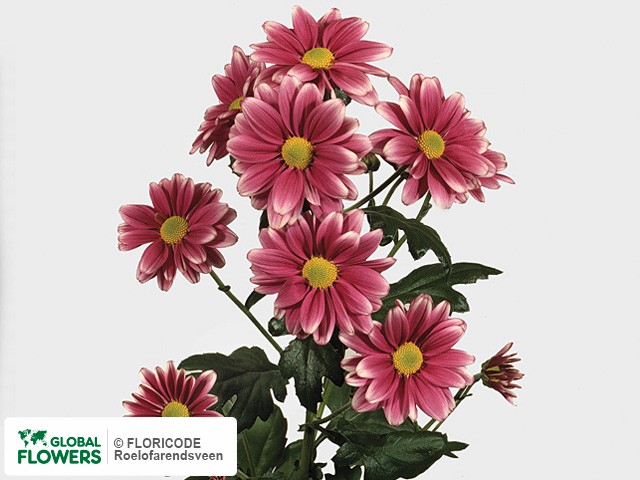 Photo Chrysanthemum (Indicum Grp) tros 'Harlekijn'.