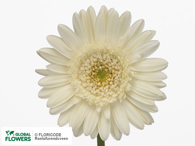 Photo Gerbera grootbloemig Amelie.