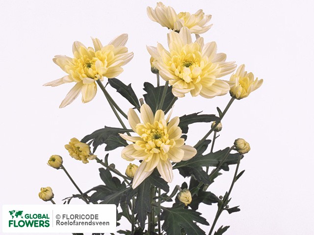 Photo Chrysanthemum (Indicum Grp) tros 'Fiji Lemon'.