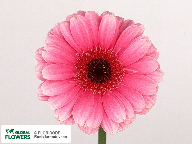 Photo Gerbera mini 'Sensi'.