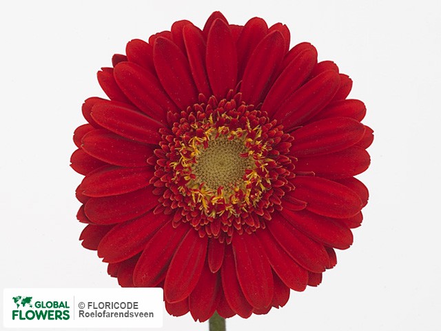 Photo Gerbera mini Astana.