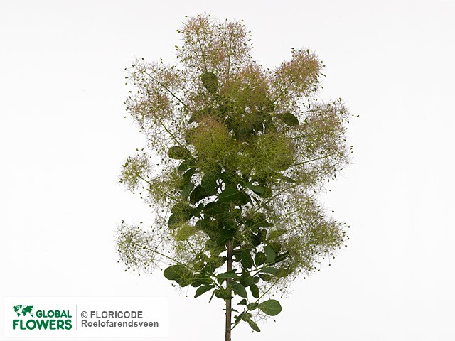 Фото вида Скумпия кожевенная "Magical Green Fountain X".