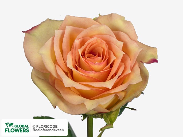 Фото вида Роза крупноцветковая "Madeleine".