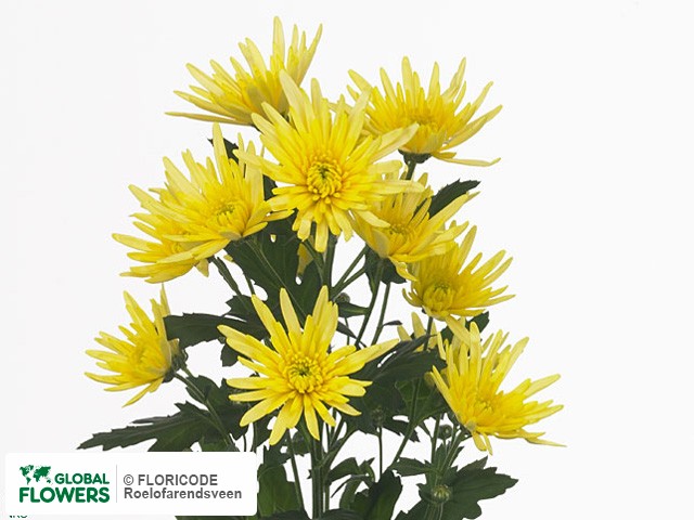 Photo Chrysanthemum (Indicum Grp) tros 'Delianne Yellow'.