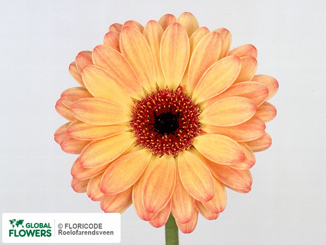 Photo Gerbera mini 'Daikiri'.