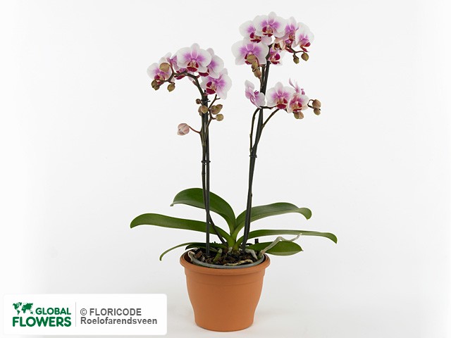 Фаленопсис "Multifloratypes Floriclone Rosanne"