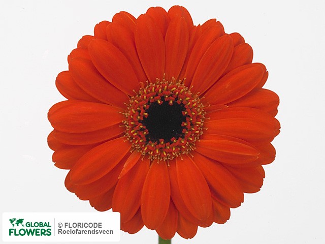 Photo Gerbera mini Caya.