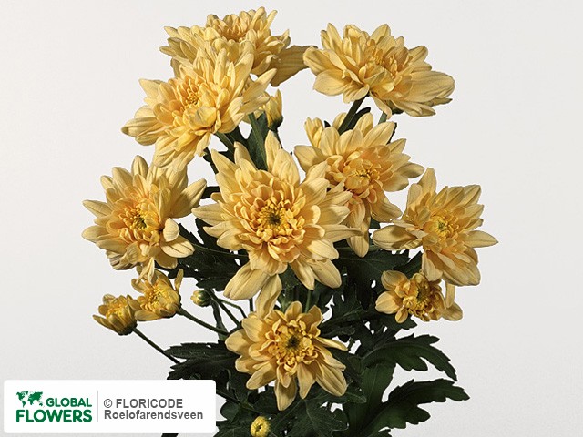 Photo Chrysanthemum (Indicum Grp) tros 'Fiji Peach'.