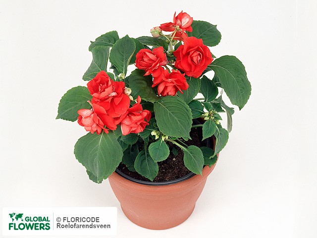 Фото вида Недотрога Уоллера "Cameo Scarlet".