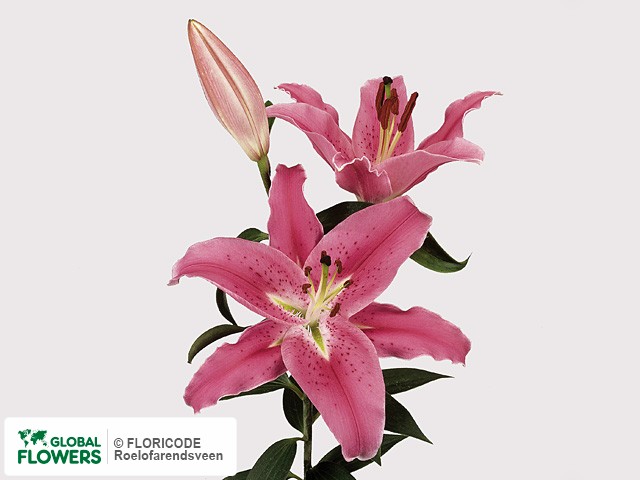 Photo Lilium (Oriental Grp) 'Bernini'.